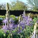 Camassia leichtlinii 'Atrocaerulea' (2)